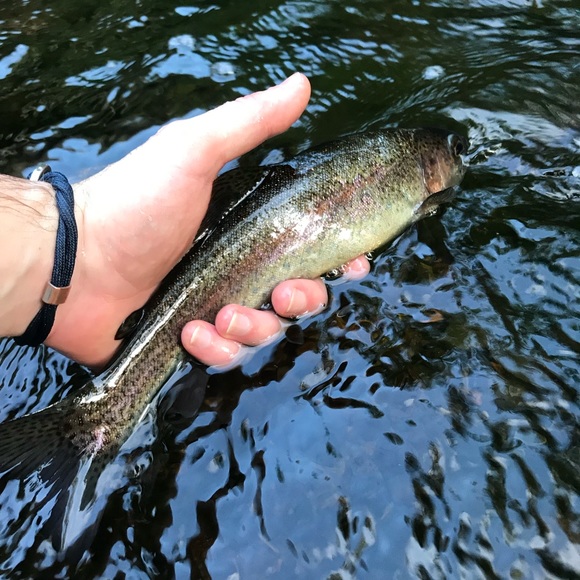 Meet your Posher, Graham - Picture 1 of 1